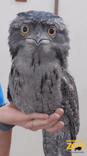 Nev Nevolent GIF