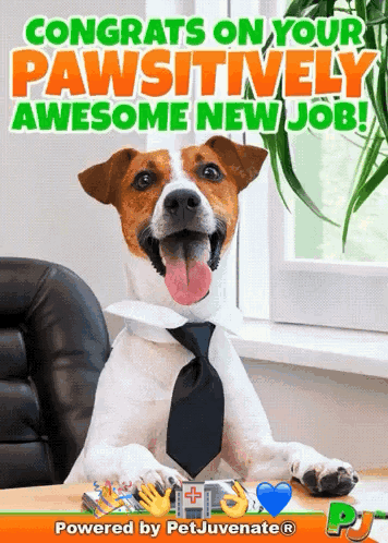 New Job Congr GIF