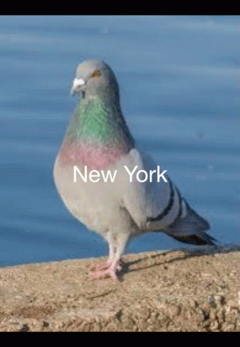 New York Pigeon GIF. This 345 x 498 animated GIF is part of our funny pigeon collection. Created by Jangjangandgin. View the original animation, share it…