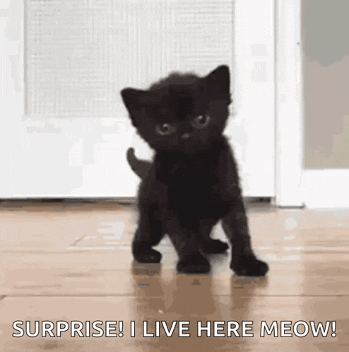 Newborn Cat GIF