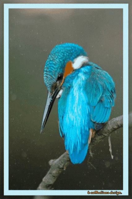 Nft Bird GIF