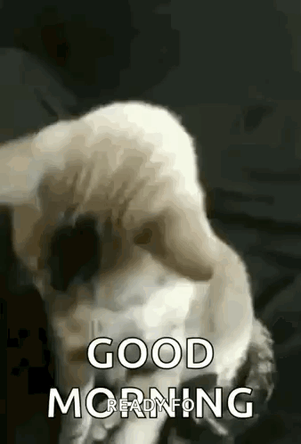 Nice To Meet You Cat GIF