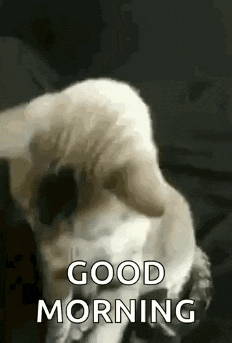 Nice To Meet You Cat GIF