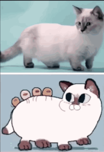 Night Dancer Animals Cat GIF