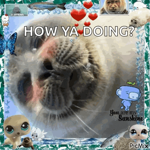 Niko Toba Aquarium GIF