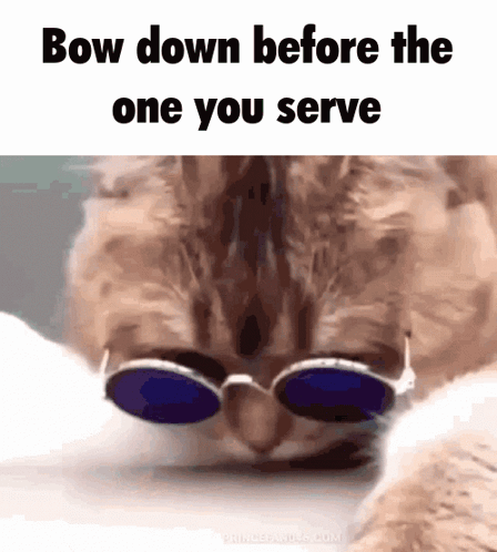 Nine Inch Nails Cat GIF