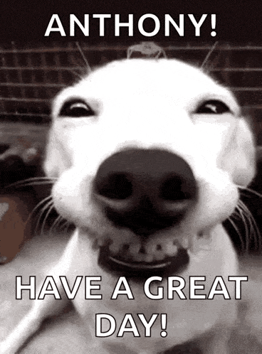Nini Dog GIF