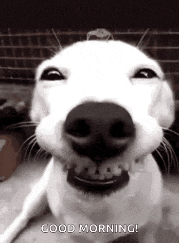 Nini Dog GIF