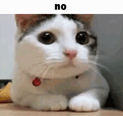No Cat Cat Meme GIF