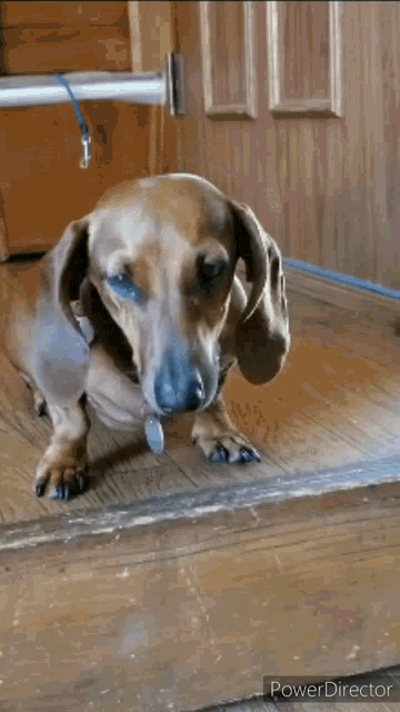 No Dachshund GIF