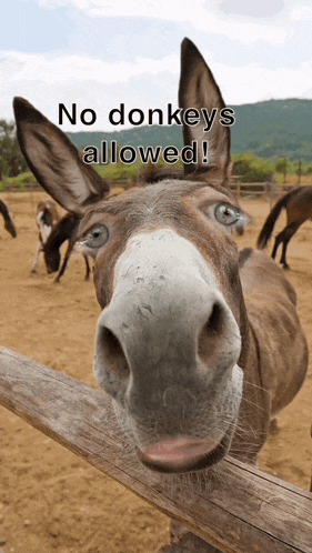 No Donkeys Allowed GIF
