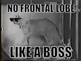 No Frontal Lobe Like A Boss GIF