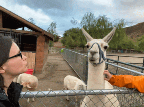 No Kiss GIF. This 498 x 371 animated GIF is part of our lhama cuspindo collection. Related themes include lama, no. Created by Juleshi. View the original…