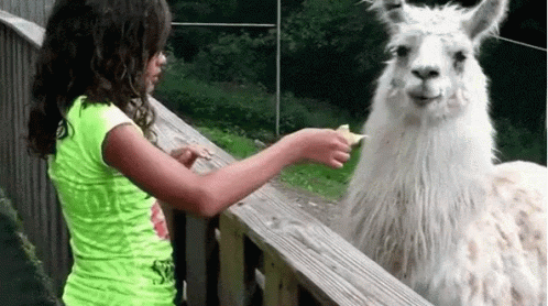 No Llama GIF. This 498 x 278 animated GIF is part of our lhama cuspindo collection. Related themes include no. Created by NobleDame. View the original…