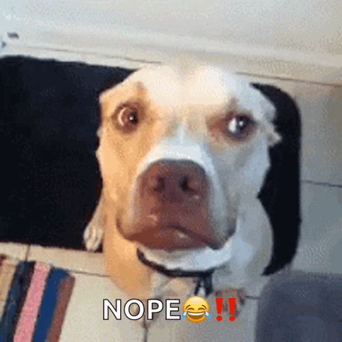 No Not In My House GIF