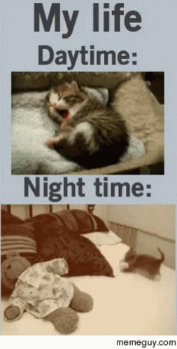 Nocturnal Lazy GIF