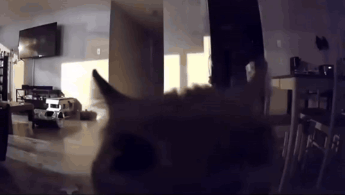 Nolzapink Cat GIF