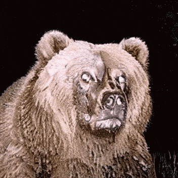 Noper Bear GIF
