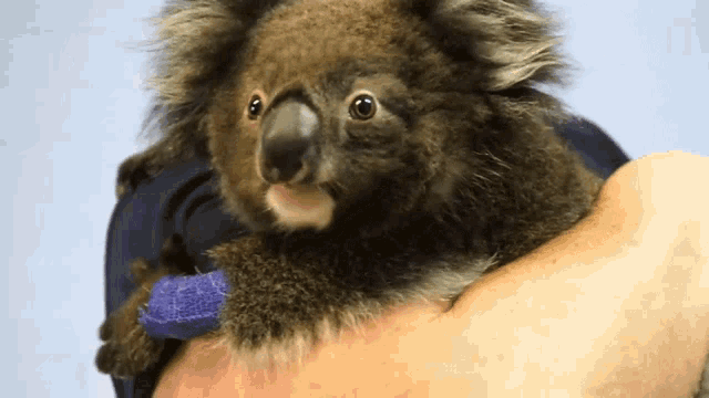 Not Interested The Future Of Koalas GIF