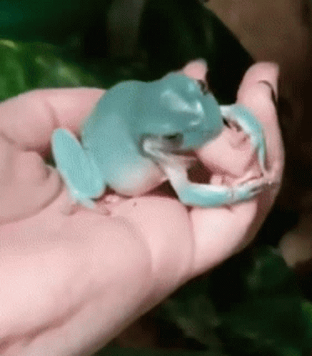 Notminebtw GIF. This 437 x 498 animated GIF is part of our mlg rainbow frog collection. Created by IMJUSTHEREFORFROGS. View the original animation, share…