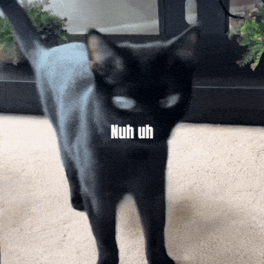 Nuh Uh Cat GIF