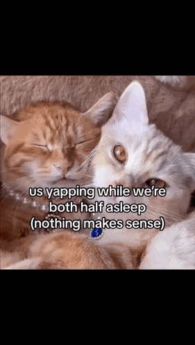 Nushy And Stellar Meme