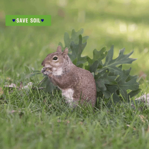 Nuts Life GIF