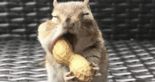 Nuts Meme