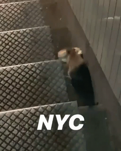 Nyc New York Rat GIF. This 398 x 498 animated GIF is part of our pizza rat collection. Related themes include food, rat. Created by nochaser_official. View…
