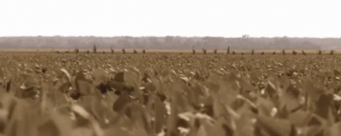 O Brother Where Art Thou Oh Brother GIF. This 498 x 199 animated GIF is part of our o brother where art thou collection. Related themes include escape…