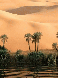Oasis Desert GIF