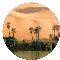 Oasis Sticker