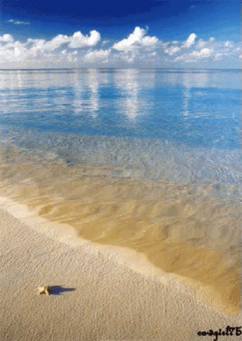 Ocean Beach GIF