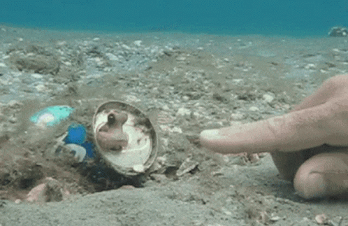 Octopus High GIF