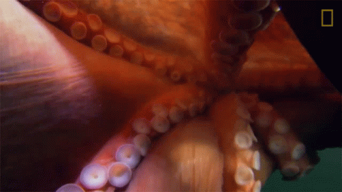 Octopus Suction Cups Camouflage Queen GIF