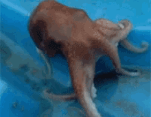 Octopus Tako GIF