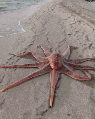 Octopus GIF
