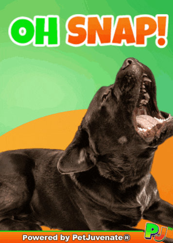 Oh Snap A Fur Baby Dog Mom Boop Bork Blep Boof And Hound Dog GIF