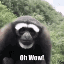 Oh Wow GIF