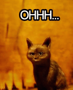 Ohhh Cat GIF