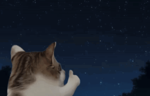 Ok Cat Okay GIF