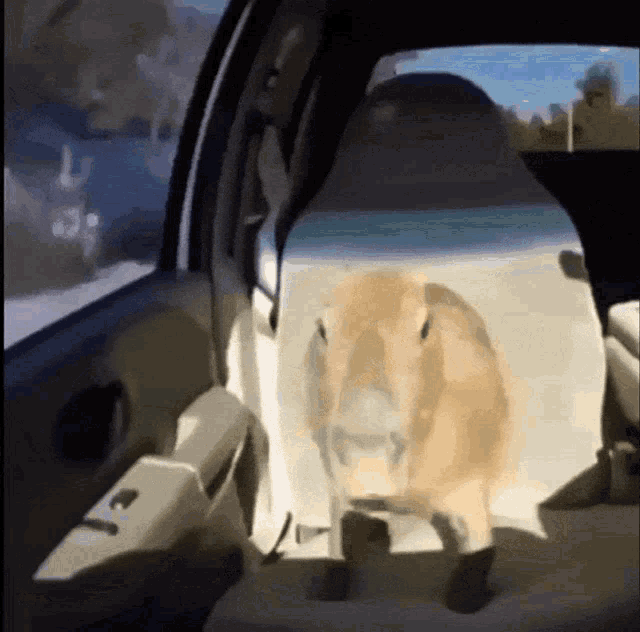 Ok I Pull Up Capybara GIF