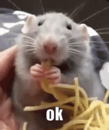 Ok Rat GIF