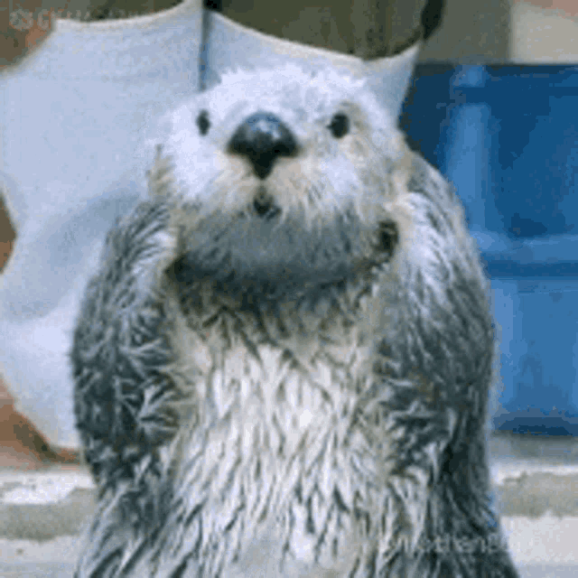 Ok Sea Otter GIF