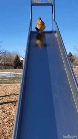 Okay Chicken GIF