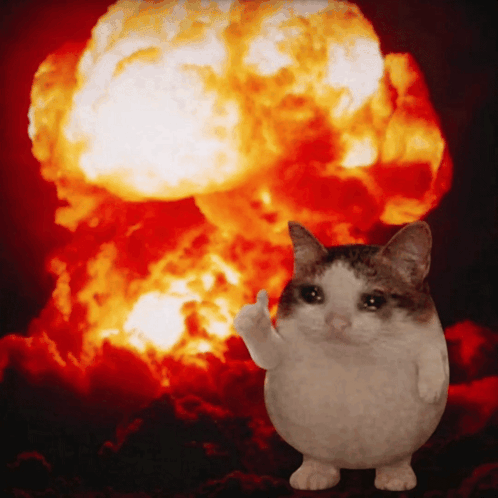 Okcat Ok Cat GIF