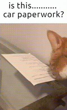 Oliver Cat GIF