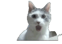Omg Cat Sticker