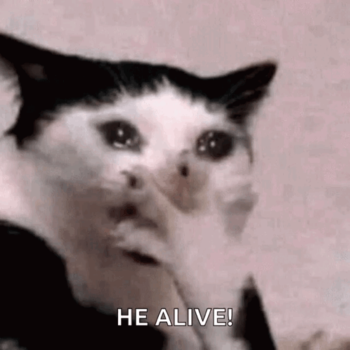 Omg Cat GIF
