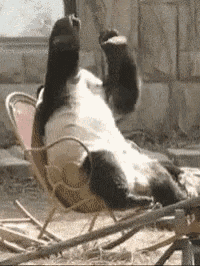 Omg Oh My God GIF